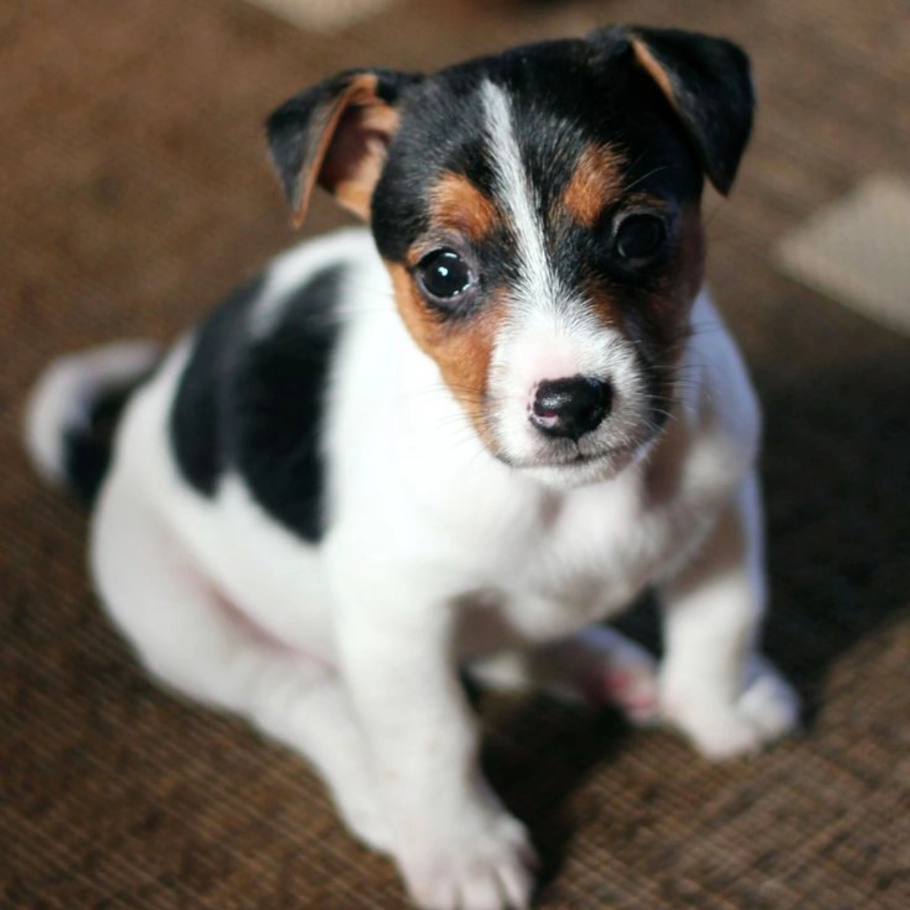 Jack Russell Blanco con Negro