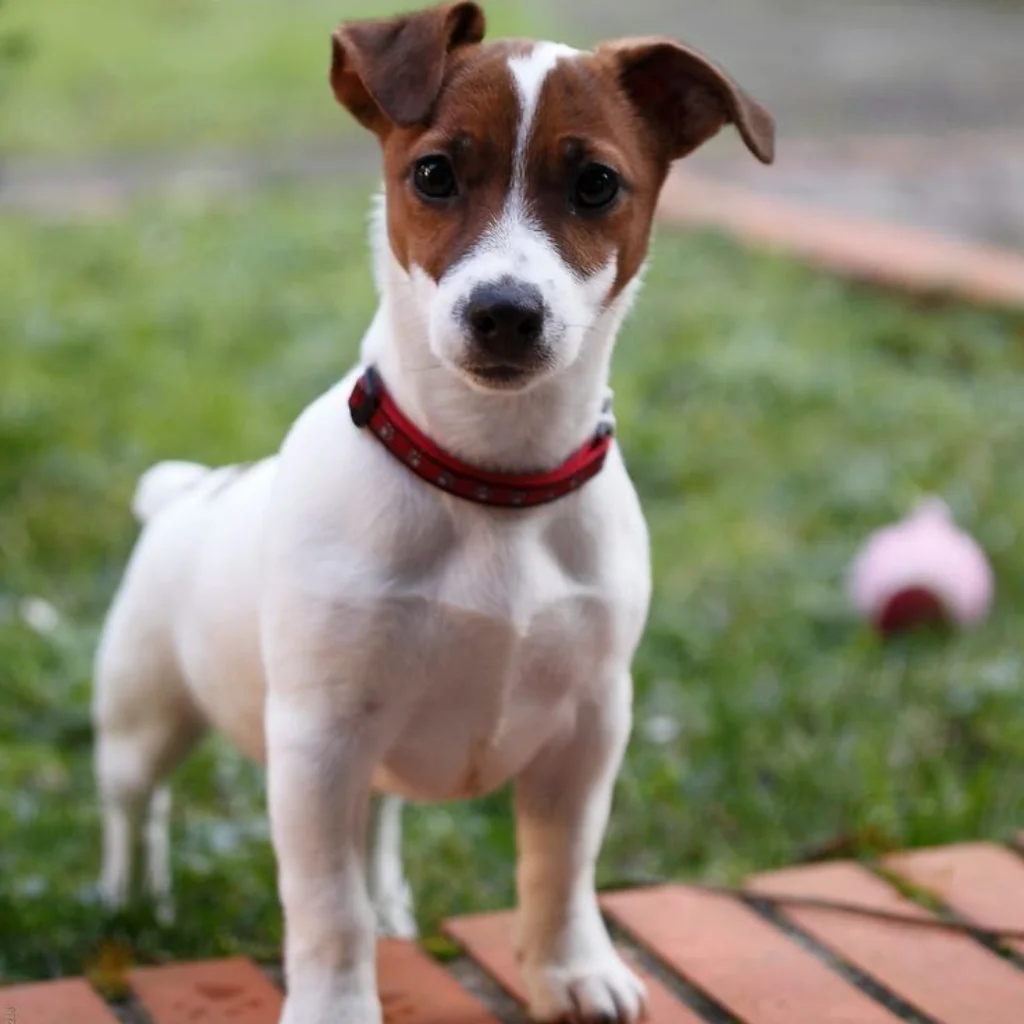 Jack Russell Blanco con Café
