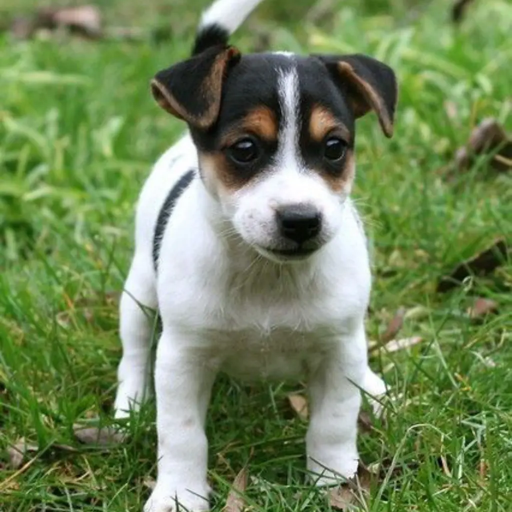 Jack Russell Tricolor